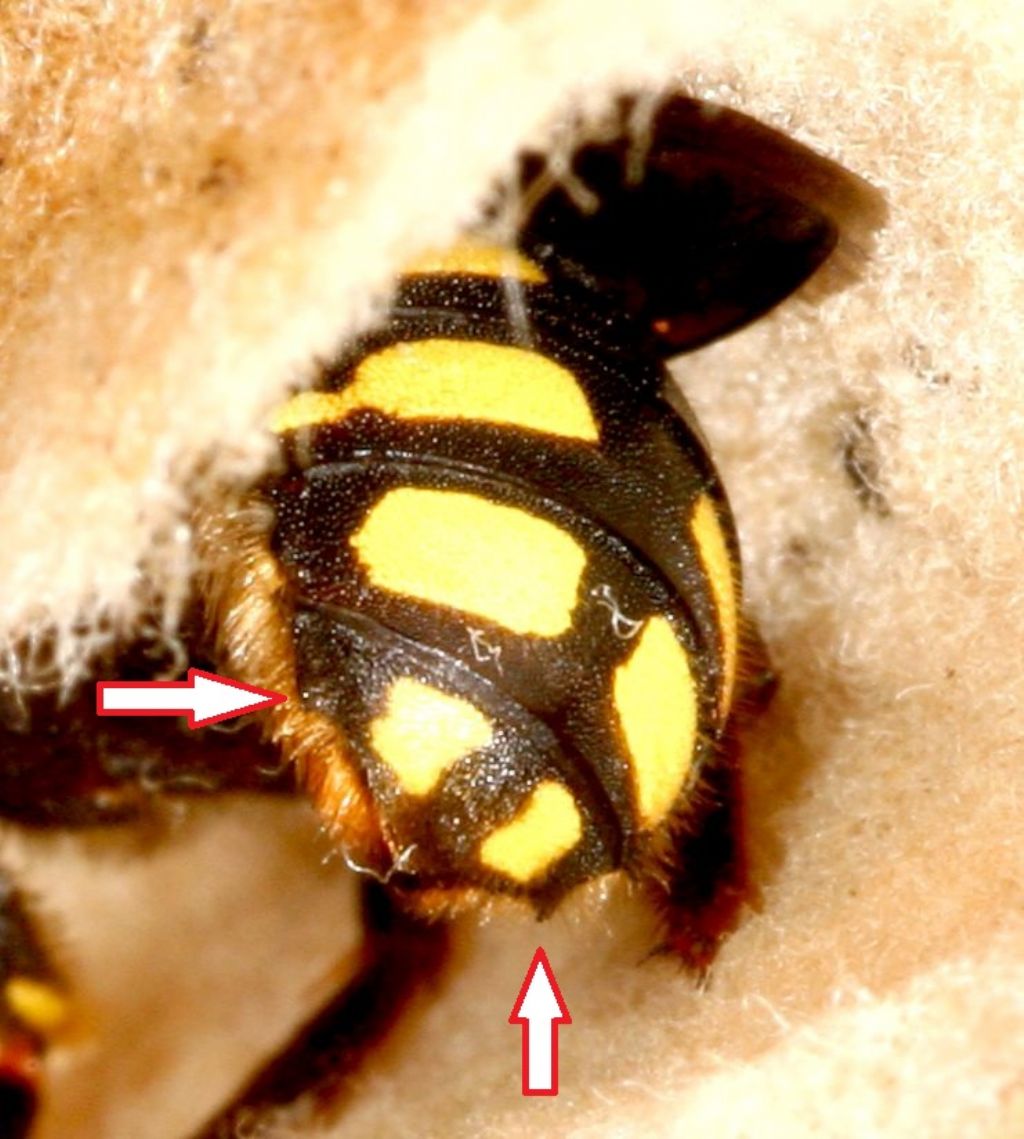 Apidae Megachilinae: Anthidium che raccoglie fibre per il nido